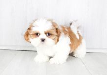 Teacup Shih Tzu Puppies for Rehoming