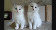 TRAINED RAGDOLL KITTENS READY FOR SALE
