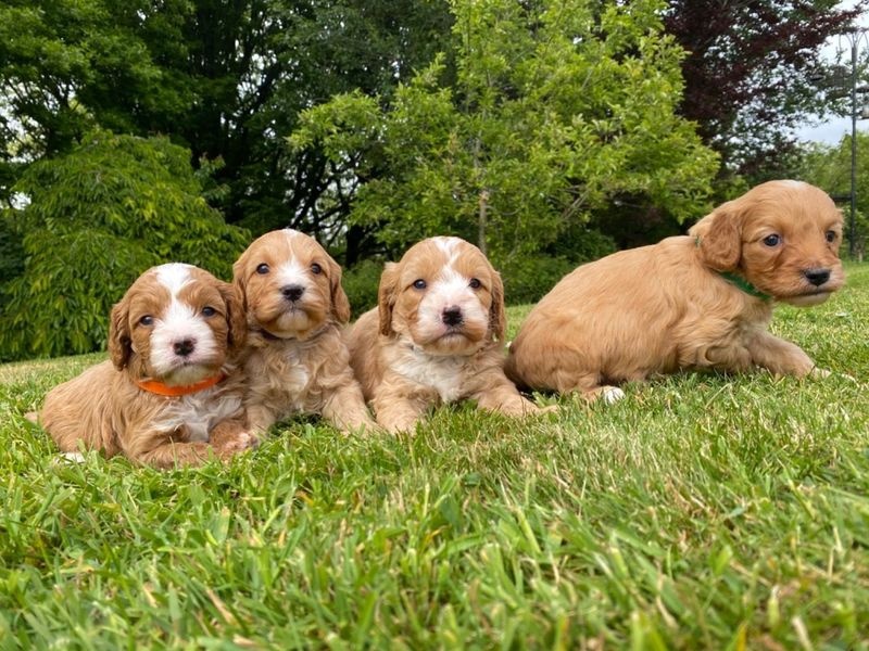 Amazing Cavapoo Puppies Image eClassifieds4u