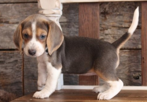 Beagle Puppies For A Wonderful Home.11 Weeks Old/ Image eClassifieds4u