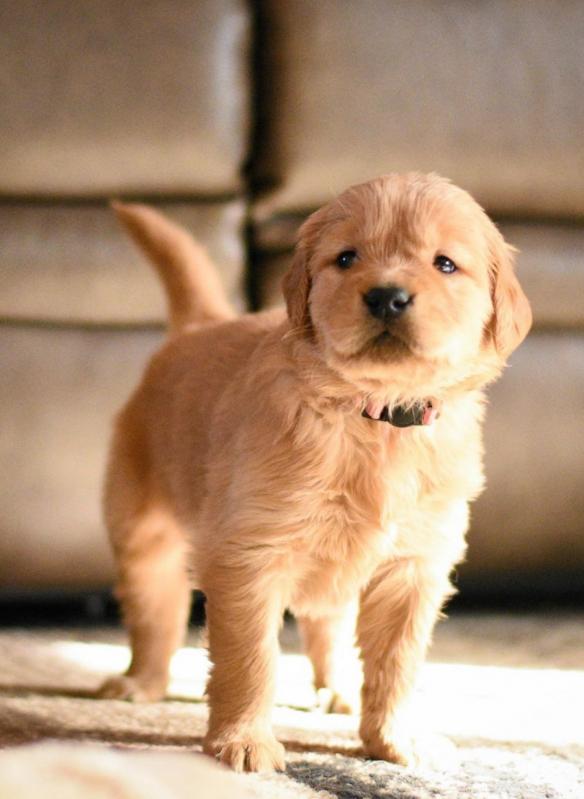 Beautiful golden retreiver puppies Image eClassifieds4u