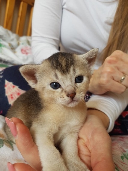 cdgr grtgrt Abyssinian Image eClassifieds4u