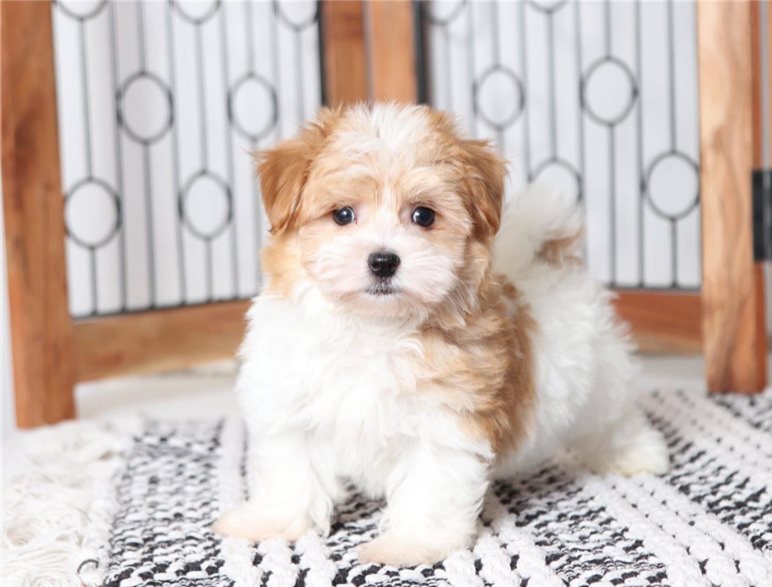Gorgeous ckc Havanese puppies available Image eClassifieds4u