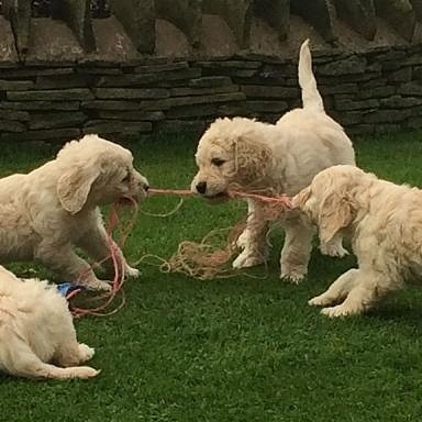 gyjuyk h Golden Doodle puppies Image eClassifieds4u