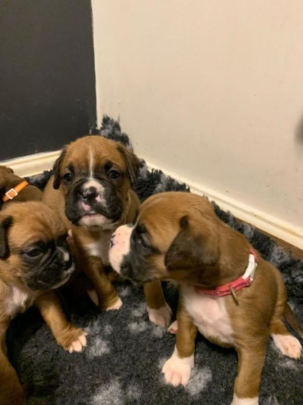 HOME TRAINED BOXER PUPPIES FOR ADOPTION Image eClassifieds4u