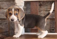 Beagle Puppies For A Wonderful Home.11 Weeks Old/ Image eClassifieds4U