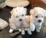 BichonFrise Puppies Image eClassifieds4U