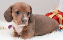 Cute dachshund Puppies for free ADOPTION Image eClassifieds4U