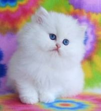 cute-female-persian- Image eClassifieds4U