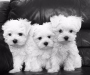 dvtrhyt ghjytj Maltese puppies Image eClassifieds4U