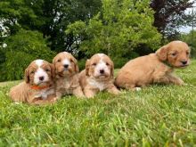 er Spaniel Puppies available Image eClassifieds4u 2