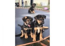 German Shepherd Puppies ready to go Image eClassifieds4U