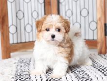 Gorgeous ckc Havanese puppies available Image eClassifieds4U