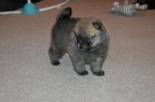 gtr fggtr v g pomsky ready bgn Image eClassifieds4U