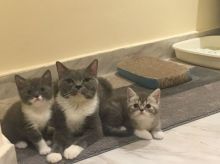 gytdrtt jhgy British short hair Image eClassifieds4U