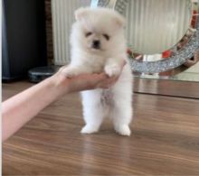 Pomeranian Available Image eClassifieds4U