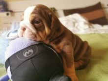 Quality English Bulldogs pupps Image eClassifieds4U