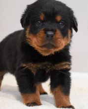 Rottweiler Puppies (11 weeks OLD ) Image eClassifieds4U