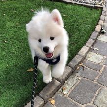 samoyed puppy Image eClassifieds4U