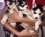 Siberian Husky Puppies Image eClassifieds4U