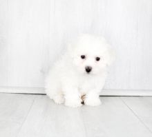 Tiny Bichon Puppies for Adoption!! Image eClassifieds4U