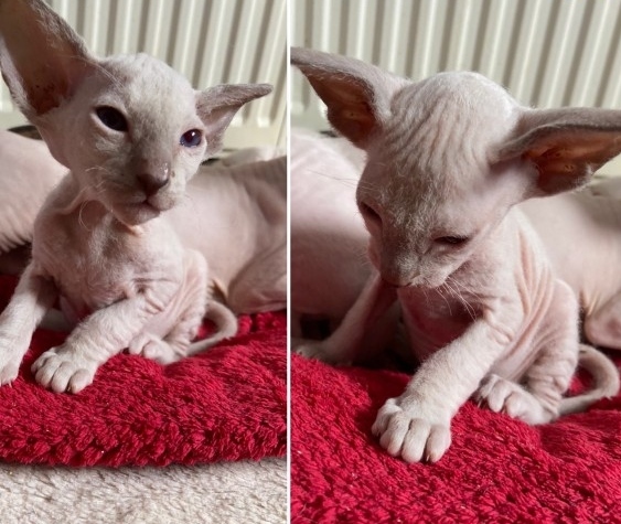 Peterbald sphxyn Image eClassifieds4u