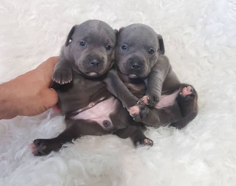 Quality Labrador Puppies Image eClassifieds4u