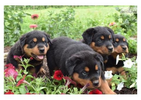 Rottweiller puppies Image eClassifieds4u