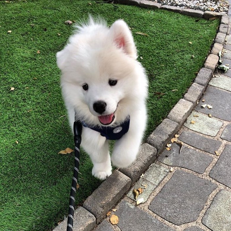 samoyed puppy Image eClassifieds4u