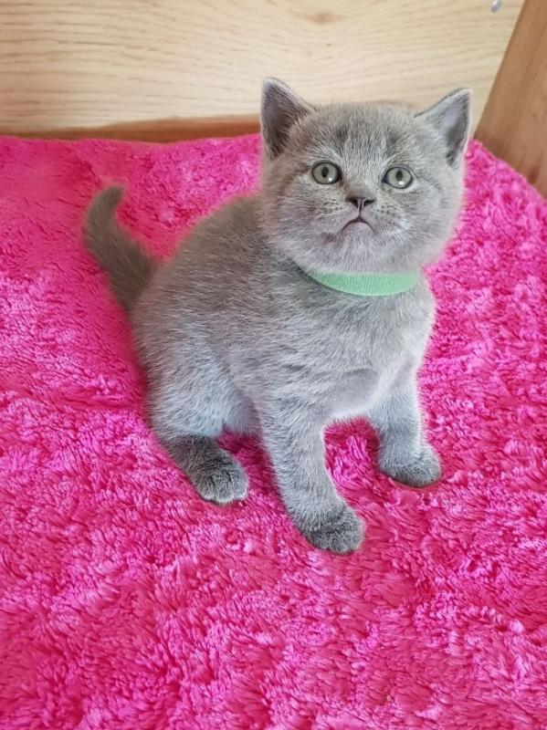 Scottish Fold Kittens for Re-homing Image eClassifieds4u