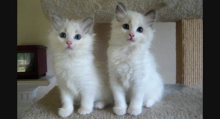 TRAINED RAGDOLL KITTENS READY FOR SALE Image eClassifieds4u
