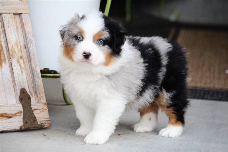 vbn, fddgd cute Australian Shepherd puppies Image eClassifieds4u