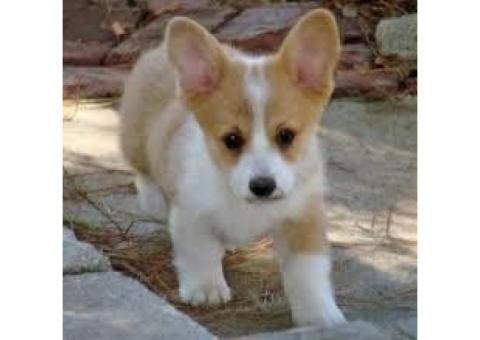 Welsh corgi puppies Image eClassifieds4u