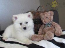 American Eskimo Puppies