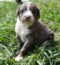 Aussiedoodle Puppies