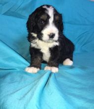 Bernedoodle Puppies