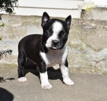 Boston Terrier Puppies