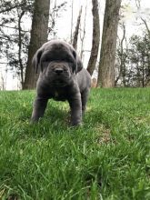 Cane Corso Puppies