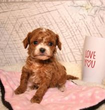 Cavapoo Puppies