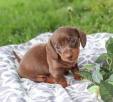 Dachshund Puppies