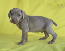 Weimaraner Puppies