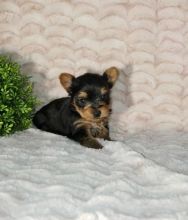 Yorkie Puppies