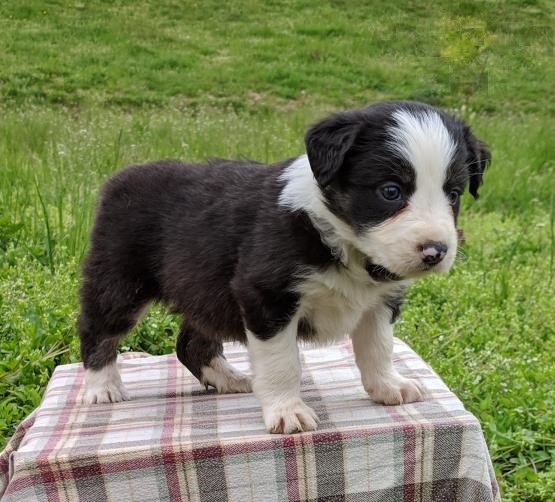 Border Collie Puppies Image eClassifieds4u