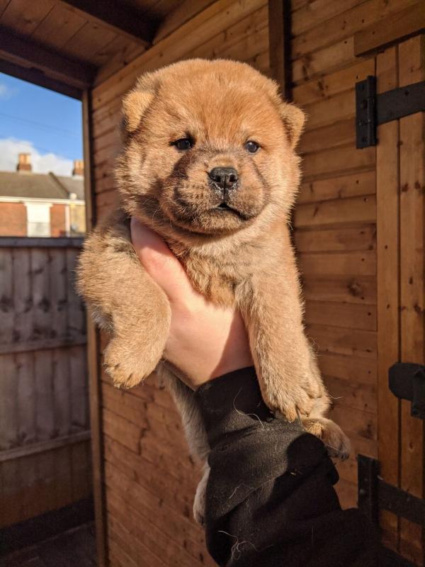 Chow Chow Puppies - Updated On All Shots Available For Rehoming Image eClassifieds4u