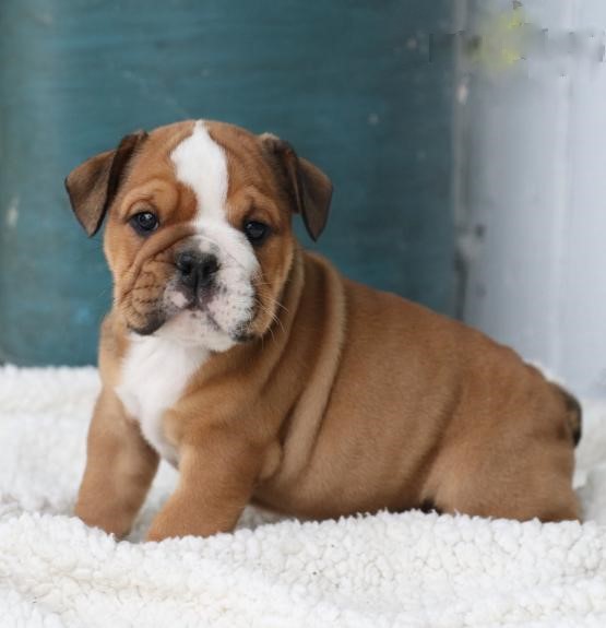 English Bulldog Puppies Image eClassifieds4u
