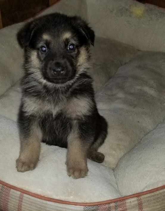 German Shepherd Puppies Image eClassifieds4u