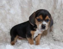 Beagle Puppies - Updated On All Shots Available For Rehoming Image eClassifieds4U