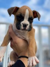 Boxer Puppies - Updated On All Shots Available For Rehoming Image eClassifieds4U