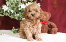 Coc.kapoo Puppies Image eClassifieds4U