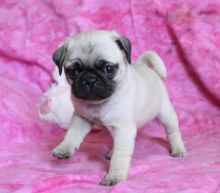 Pug Puppies Image eClassifieds4U